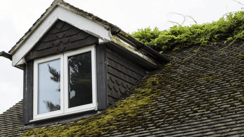 Moldiness or Ingrown Plants are Signs to Replace the Roof