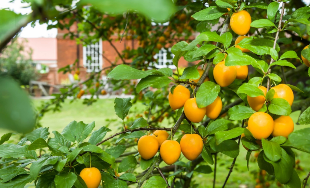 Edible garden and fruit trees: sustainable landscaping.
