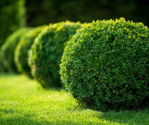 Lawn Care and Maintenance Guide For Beginners